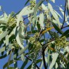 Eucalyptus Radié