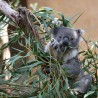 Eucalyptus Radié