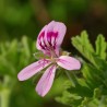 Géranium bourbon