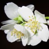 Jasmin