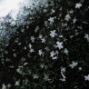 Jasmin
