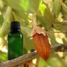 Jojoba