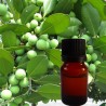 Calophyllum