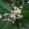Calophyllum