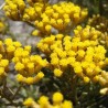 Hélichryse Gymno BIO