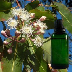 Eucalyptus Citronné BIO