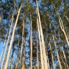 Eucalyptus Citronné BIO