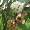 Eucalyptus Citronné BIO