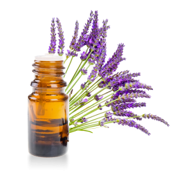 Huile essentielle de Lavande aspic