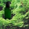 Cyprès BIO