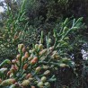 Cyprès BIO