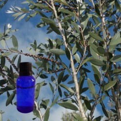 Huile essentielle de Niaouli Melaleuca quinquenervia cineolifera BIO de Madagascar