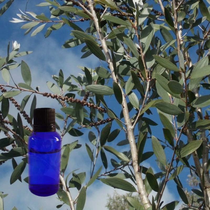 Huile essentielle de Niaouli Melaleuca quinquenervia cineolifera BIO de Madagascar