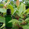 Girofle feuille BIO