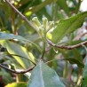 Girofle feuille BIO