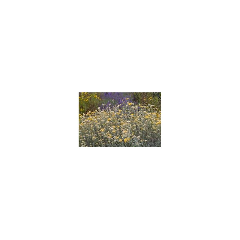 Huile essentielle hélichryse italienne