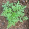 GRAINES ARTEMISIA ANNUA
