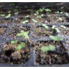 GRAINES ARTEMISIA ANNUA
