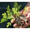 GRAINES ARTEMISIA ANNUA