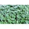 GRAINES ARTEMISIA ANNUA