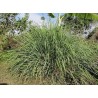 LEMON GRASS