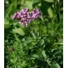 Origan onite feuille COMPACT