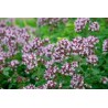 Origan onite feuille COMPACT
