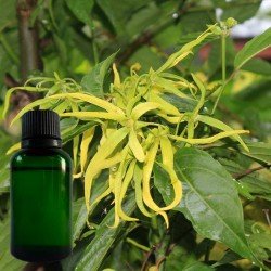 Ylang Ylang complète