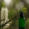 Tea tree