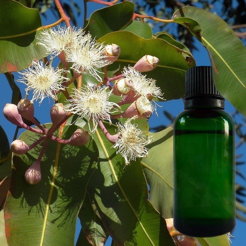 Huile essentielle d'eucalyptus citronné de Madagascar