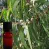 Eucalyptus Globulus
