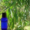Eucalyptus Radié