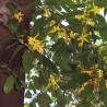Ylang Ylang complète