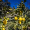 Citron