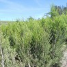 Tea tree