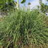 Citronnelle de Java