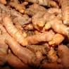 Curcuma