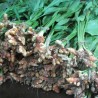 Curcuma