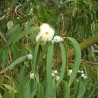 Eucalyptus Globulus