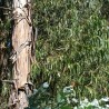 Eucalyptus Globulus